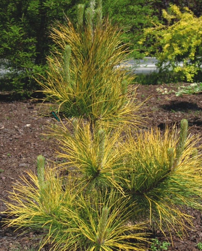 Сосна черная Голдфингерз